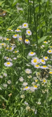 Forest trails and butterfly meadows above Feldkirchen, Kärnten