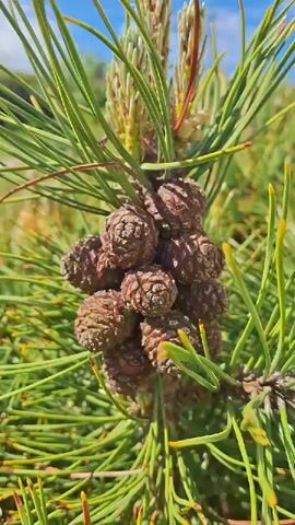 The video shows a close-up of a green pine bush with needles and small brown pine cones clustered at the branch tips. The camera zooms out to reveal the entire bush, which is part of a garden landscape. A cobblestone path curves around the bush, leading to a green lawn and other plants, including small trees. The sky is blue with a few clouds. Houses and trees are visible in the background.