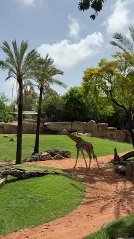A giraffe walks on a dirt path through a zoo enclosure. The enclosure has green grass, palm trees, large rocks, and a few trees with yellow flowers. The sky is blue with some white clouds. There are some logs and rocks scattered on the grass. Another giraffe is visible in the background on the left side of the frame. The giraffe in the foreground is facing to the left and walking to the right. Its head is slightly lowered.
