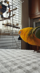 Woman takes selfie with colorful parrots during morning interactions
