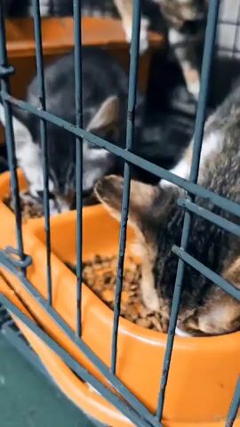 The video shows several kittens eating from an orange food bowl placed inside a metal cage. The kittens are focused on their food, with their heads down in the bowl. The cage bars are in the foreground, slightly obscuring the view of the kittens. The lighting is dim, and the background is blurred.
