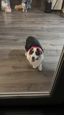 A tri-colored corgi wearing a pink headband stands on a wooden floor indoors. The dog is facing the camera with its tongue hanging out and its mouth slightly open. The background is blurred but appears to be a home environment with other pets visible. The lighting is dim.