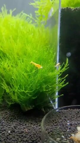 The video shows a close-up view of an aquarium. In the center of the frame, a small, bright orange shrimp is perched on a clump of lush green aquarium moss. The moss is dense and bushy, creating a vibrant contrast with the shrimp's color. The substrate of the aquarium, composed of dark, small pebbles, is visible at the bottom of the frame. A portion of a clear glass tank divider is also visible on the right side of the image, and a black background is seen behind the moss. The lighting appears to be from above, highlighting the textures and colors within the aquarium. There are no people or other animals visible in the frame, and no discernible actions or interactions are taking place.