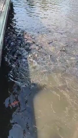 The video shows a large group of catfish swimming in a body of water. The water appears murky and the fish are close together, creating a dense cluster. The scene is viewed from above, providing a clear look at the fish and their activity in the water. There is what appears to be the edge of a walkway on one side of the frame. The fish appear to be actively moving and potentially feeding.