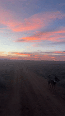 Dog walks dirt road at sunset in rural Hudson