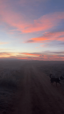 Dog walks dirt road at sunset in rural Hudson