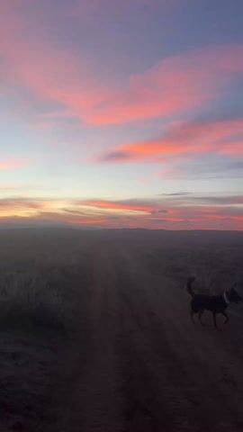 The video shows a dog walking on a dirt road in a rural area with a pink and blue sky at sunset. The dog is black with a white chest and is walking away from the camera. The road is brown and dusty, and there is low vegetation on either side. The sky is a mix of pink, blue, and orange, and there are some scattered clouds. The horizon is visible in the distance.