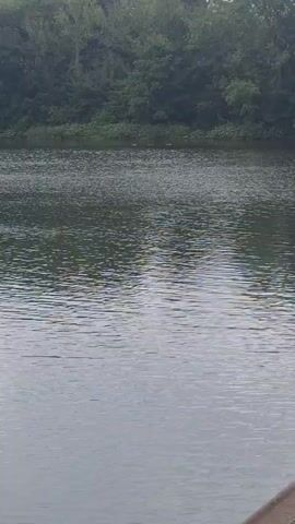 The video displays a static shot of a body of water with gentle ripples across its surface. In the background, across the water, a dense line of green trees is visible. The scene is natural and calm.