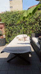 Dogs spotted enjoying leisurely Saturday morning across Milan