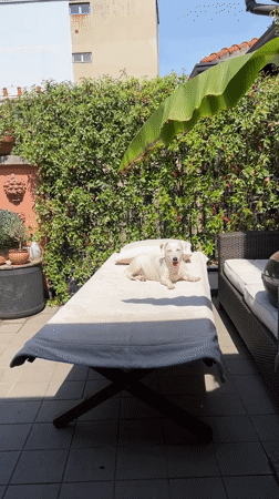 Dogs spotted enjoying leisurely Saturday morning across Milan