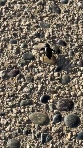 The video shows a black beetle moving across a ground covered in small pebbles and rocks. The pebbles are various colors, including grey, brown, and tan. The beetle is walking towards the right side of the frame, and the video ends near a wooden wall.