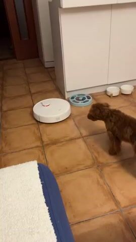 A small, brown poodle puppy is exploring a white, round robot vacuum cleaner on a tiled floor in what appears to be a kitchen or dining area. The puppy cautiously approaches the vacuum, sniffing and circling it. The vacuum is active and moving, which seems to pique the puppy's curiosity. The room is partially visible, showing white cabinets, a refrigerator, and a doorway in the background.