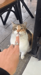 Calico cat interacts with cafe patron in Tel Aviv