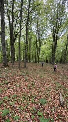 The video shows a group of people hiking in a forest. The ground is covered in fallen leaves and some green plants. The trees are tall and have green leaves. The people are walking uphill. They are wearing hiking clothes. One person is using a walking stick. The sky is overcast.