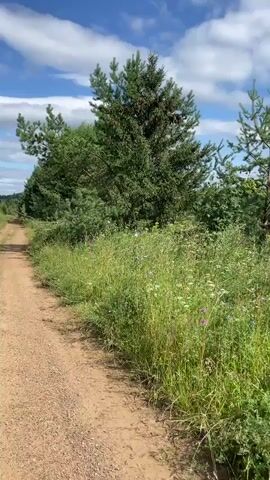 The video shows a first-person perspective of someone walking along a dirt path next to a field of tall grass and wildflowers. Several pine trees are visible, along with a denser line of deciduous trees in the background. The sky is blue with scattered white clouds, suggesting a sunny day. The path curves slightly to the left as the person walks. The camera pans to the right at times, revealing more of the field and trees.
