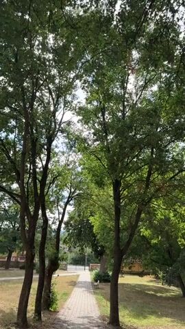 The video shows a paved walkway lined with trees. The sun shines through the leaves of the trees, creating a dappled light effect. The walkway appears to be in a park or garden setting. There are no people visible in the video. The overall atmosphere is peaceful and serene.