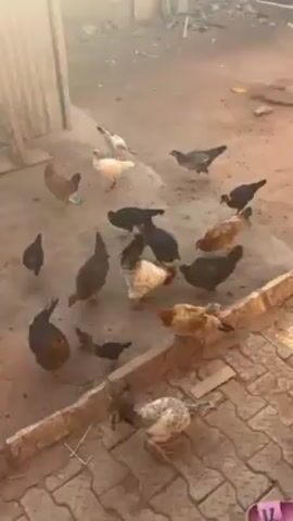 The video shows a group of chickens, including one rooster, in a dirt enclosure. The chickens vary in color, including black, brown, white, and speckled. The ground is primarily dirt with some brick-like paving stones around the edges of the enclosure. One corner of the enclosure is defined by a corrugated metal wall. There is some debris visible in the background beyond the chickens. The video is shot from a slightly elevated angle. The lighting appears to be outdoors in daylight, but the scene has a slightly hazy or dusty quality. The chickens appear to be pecking at the ground. A pair of pink sandals are visible in the lower right corner of the frame.