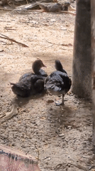 Muscovy ducks and ducklings in a rural Gachirampara yard