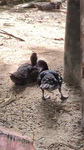 Two ducklings huddle together on a dirt ground with scattered leaves and gravel. One duckling is standing and facing away from the camera, with its head turned to the side. The other duckling is sitting down, facing the standing duckling. In the background, another duck is lying down. The scene is lit by natural light, casting shadows on the ground.
