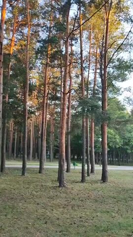 The video shows a pine forest with tall, slender trees. The ground is covered with grass and pine needles. The sun is setting, casting long shadows and a warm glow on the trees. In the background, there are more trees and a few buildings. There are no people or animals visible in the video. The video appears to have been filmed in a park or nature reserve.