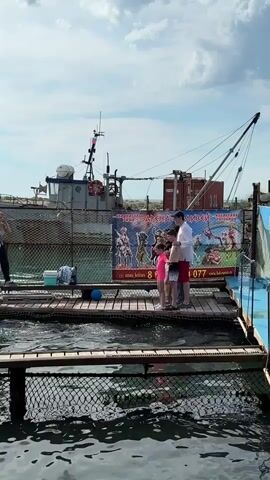 A daytime outdoor shot from a fixed camera shows a small dolphin jumping out of a water enclosure towards four people standing on a wooden platform. The people are a man, two young girls, and another girl partially visible behind them. They are standing on a wooden pier with a net barrier in front of the water enclosure. In the background, there's a large fishing boat, a red shipping container, and some dry land. A colorful banner featuring animated characters is hung on the railing behind the people. The sky is partly cloudy.