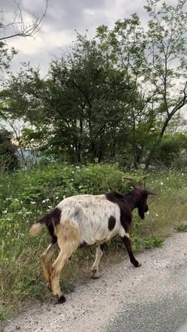 A lone goat with brown and white patches walks along a dirt road, bordered by green foliage and small white flowers. Trees with green leaves are visible in the background against a cloudy sky. The goat turns its head to the right. A second goat with similar coloring appears briefly in the background as the first goat continues to walk away from the camera.