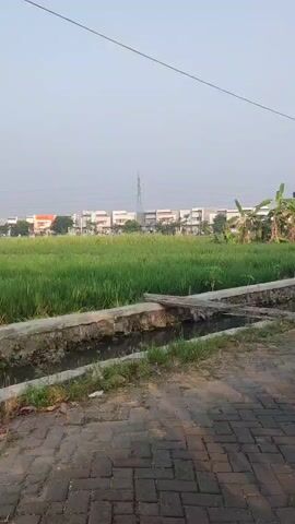 The video shows a slow pan to the right across a rice paddy field. In the foreground, there is a shallow, concrete-lined ditch filled with murky water and some debris. The ditch is bordered by a rough, stone and concrete wall. Beyond the ditch is a lush green rice field. In the middle ground, scattered taro plants with large, broad leaves are visible. In the background, a row of modern houses with light-colored facades and some orange accents can be seen. A few utility poles and trees are also present in the distance. The sky is a pale, hazy blue, suggesting it may be early morning or late afternoon. The overall impression is one of a rural or semi-rural environment bordering a residential development. There are no people or animals visible in the video.