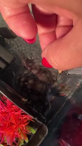 A close-up, overhead shot shows a person's hand with bright red nail polish feeding a small turtle in a tank. The turtle, partially submerged in water, has visible red markings around its eyes and is reaching for a piece of food held between the person's fingers. The tank contains a black substrate, a piece of artificial red plant, and a couple of dark, smooth stones. The water appears clear. The person's hand, with wet skin, is the prominent feature in the foreground. The lighting is artificial, suggesting an indoor setting, possibly at night or in a room with controlled lighting. There is no visible text in the media. The overall mood is one of gentle interaction and care.