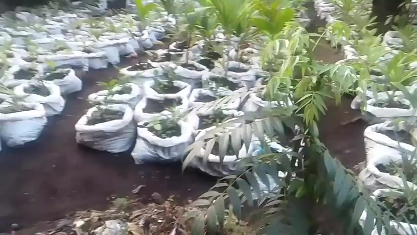 Here is a concise description of the video:

The video shows a large quantity of small plants in white sacks, arranged in rows in what appears to be a nursery or growing area. The plants have different leaf structures, some resembling palm fronds. The rows are separated by narrow pathways. The environment appears to be outdoors, with some trees or taller plants visible in the background. The overall impression is that the video showcases a collection of seedlings or saplings being grown for later transplanting or sale.