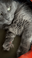 Cat observed in carriers during meal preparation in Varna