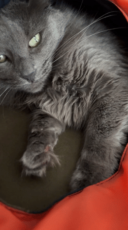 Cat observed in carriers during meal preparation in Varna