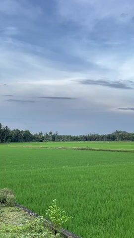 A tranquil video captures a vast, vibrant green rice paddy under a cloudy sky. The camera pans slightly to reveal a line of trees in the distance, with palm trees interspersed among them, hinting at a tropical or subtropical location. A small bird can be seen flying across the frame in the upper center. The foreground shows a rough, earthy edge with some low-lying green foliage. The overall atmosphere is peaceful and natural, evoking a sense of rural serenity.