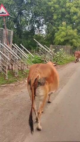 The video shows a rural road with trees and vegetation on the sides. A cow walks along the right side of the road. A motorcycle passes by, followed by a white SUV. The camera appears to be mounted on a vehicle, looking forward. The weather is overcast.