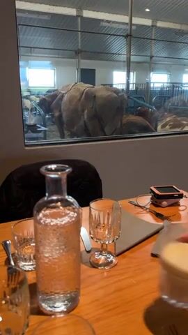 The video captures a static scene inside a unique dining establishment in Reykjahlíð, Iceland. In the foreground, a wooden table is set with a clear glass bottle of water, two empty patterned glasses, and cutlery on a gray placemat. A person's hand is visible on the right, holding a glass containing a light-colored beverage. A small electronic device and cables are also on the table, and a dark jacket is draped over a chair in the mid-ground.

The background features a large glass window that offers a direct view into a well-lit cow barn or stable. Several cows are visible inside; one large cow is prominently positioned with its hindquarters facing the camera, while other cows are resting on the straw-covered ground. The barn appears clean, with metal railings and natural light entering through windows at the far end, suggesting daytime. This setup indicates a dining experience directly integrated with a farm, allowing patrons to observe the animals from the restaurant. No discernible text is visible in the frame.