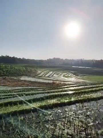 The video pans across a bright, sunny landscape of terraced rice fields. The sun is high in the sky, casting a bright glare. The rice paddies are flooded and reflect the sunlight, with young green rice shoots visible in the foreground. In the mid-ground, the terraces curve and step down a gentle slope, creating a pattern of light and shadow. The background features a line of trees. A motorcycle mirror is visible in the lower right corner of the frame, suggesting the video is being filmed from a moving motorcycle.