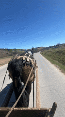 Horse-drawn cart travels through Bulgarian town on sunny day