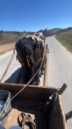 Horse-drawn cart travels through Bulgarian town on sunny day