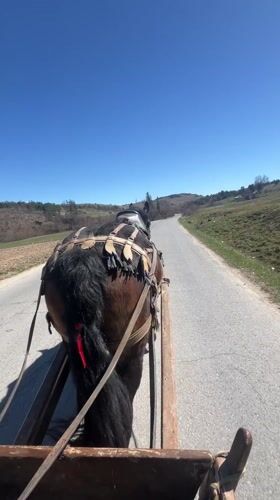 Horse-drawn cart travels through Bulgarian town on sunny day