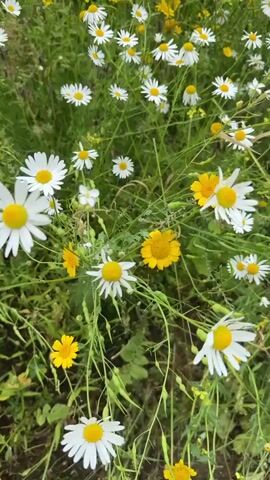 This is a close-up, handheld video of a field of wild flowers, primarily daisies and yellow wildflowers. The flowers are clustered together with green grass and stems. The camera is positioned low to the ground, looking up at the flowers. There is no movement of people or animals visible. The lighting suggests it is daytime, possibly overcast due to the diffused light.