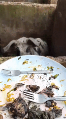 Pig fed food scraps from plate in Jos, Nigeria