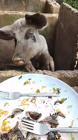Pig fed food scraps from plate in Jos, Nigeria