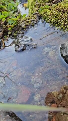A close-up video shows a small stream with moss and grass on its banks. The water is clear, and the stream bed is visible. The camera pans slowly across the scene, focusing on the textures and colors of the natural environment. The lighting is soft and natural, suggesting an outdoor setting.