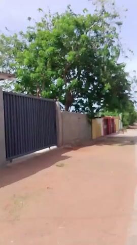The video shows a shot of a residential street with a large tree partially obscuring a dark gate and block wall on the left of the frame. Further down the street are houses with white walls and red roofs, with palm trees interspersed. Power lines stretch across the sky. The video camera seems to be moving down the street, showing the perspective of someone walking or driving along the road.  The environment suggests a warm, sunny climate.