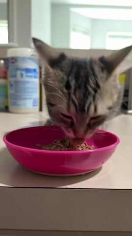 A close-up shot of a tabby kitten eating from a bright pink bowl of food. The kitten's head is down, focused on the food, and its whiskers are spread wide. The background is blurry, but appears to be a kitchen counter with some containers and bottles. The lighting is bright, suggesting daylight.