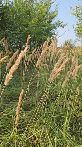 The video shows a close-up view of tall, dry grass stalks with feathery tops swaying gently in the wind. The grass is golden brown and a lighter green in color, with some blades appearing to be in focus while others are blurred. In the background, out-of-focus green foliage of trees and bushes creates a natural, outdoor setting. The sky is a pale blue, suggesting it is daytime. The lighting is soft and natural, indicating it might be late afternoon or early morning. The overall impression is one of a peaceful, natural landscape.