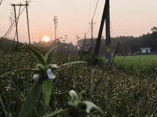 Dewy dawn across rural fields and roads in Lala, India