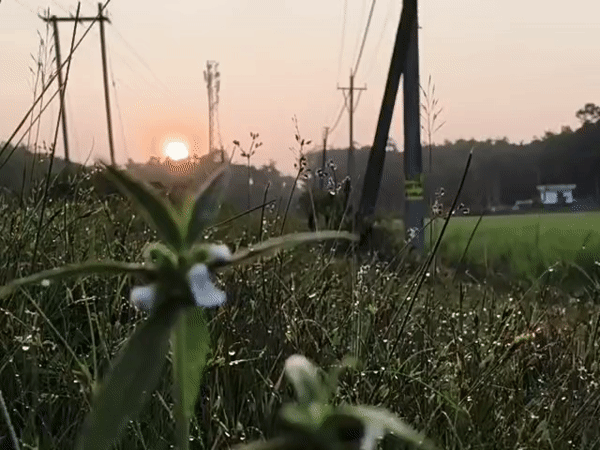Dewy dawn across rural fields and roads in Lala, India
