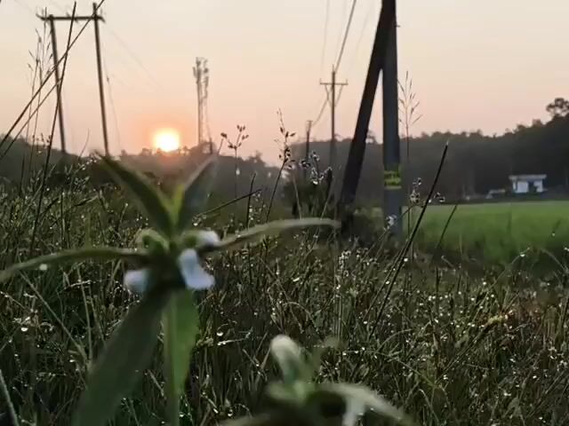 The video shows a close-up shot of dew-covered grass and a small white flower in the foreground. The sun is setting or rising in the background, casting a warm glow on the scene. There are power lines and utility poles visible, as well as trees and a distant building. The overall atmosphere is peaceful and serene, with a focus on the natural beauty of the landscape.