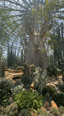 Visitor documents desert botanical garden with cacti and koi