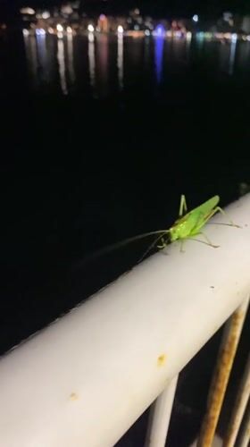 Green grasshopper perched on a white railing, up close.